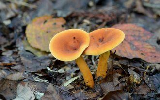 Съедобные и несъедобные грибы в картинках (50 картинок)